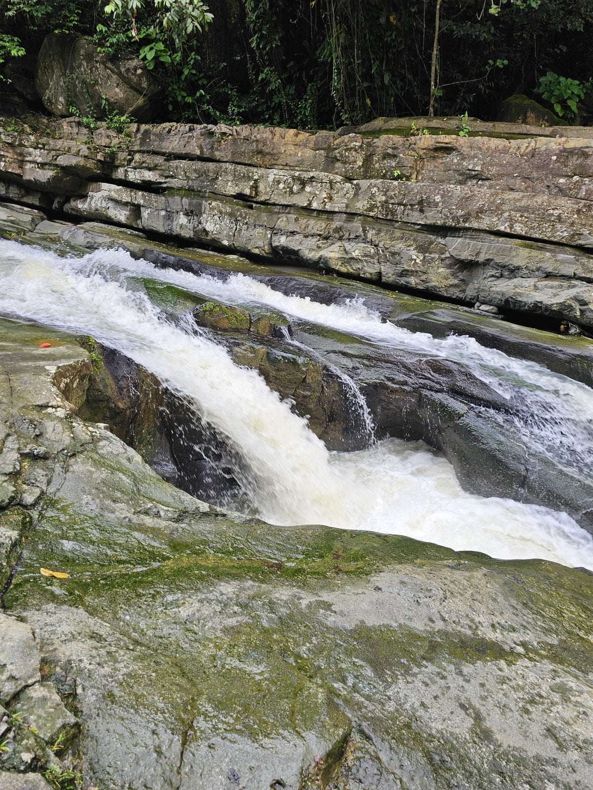 Rainforest Wild Waters