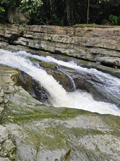 Rainforest Wild Waters