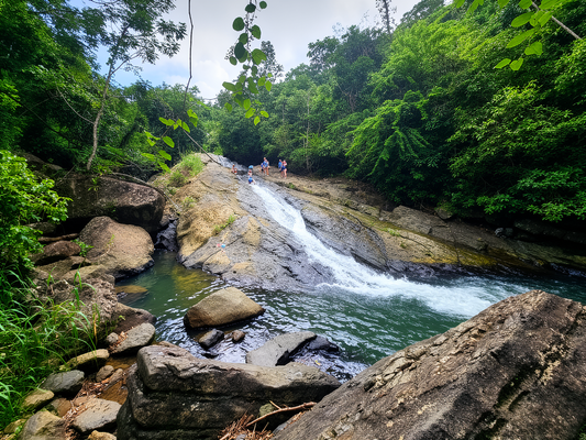 Rainforest Wild Waters