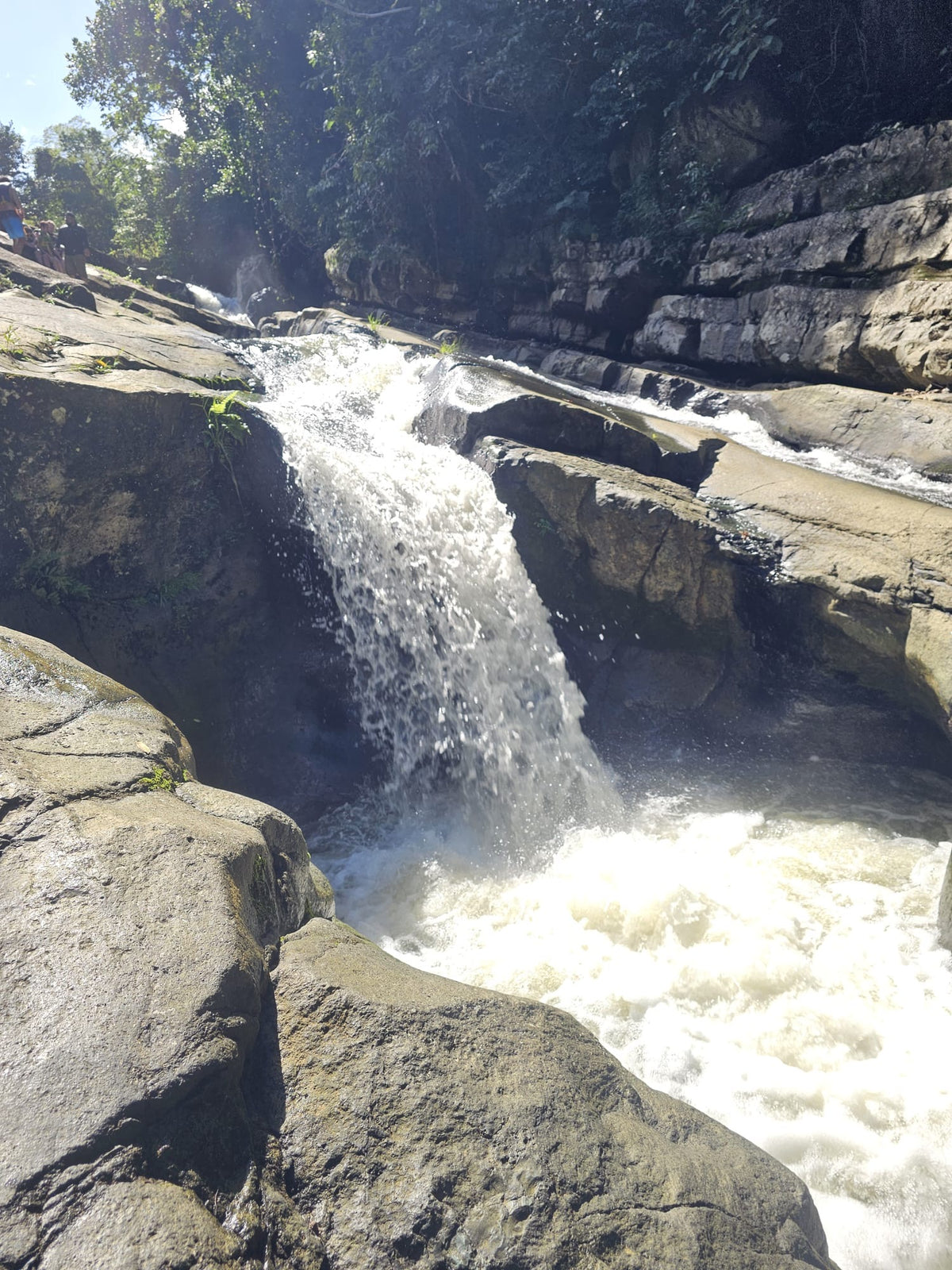 Rainforest Wild Waters