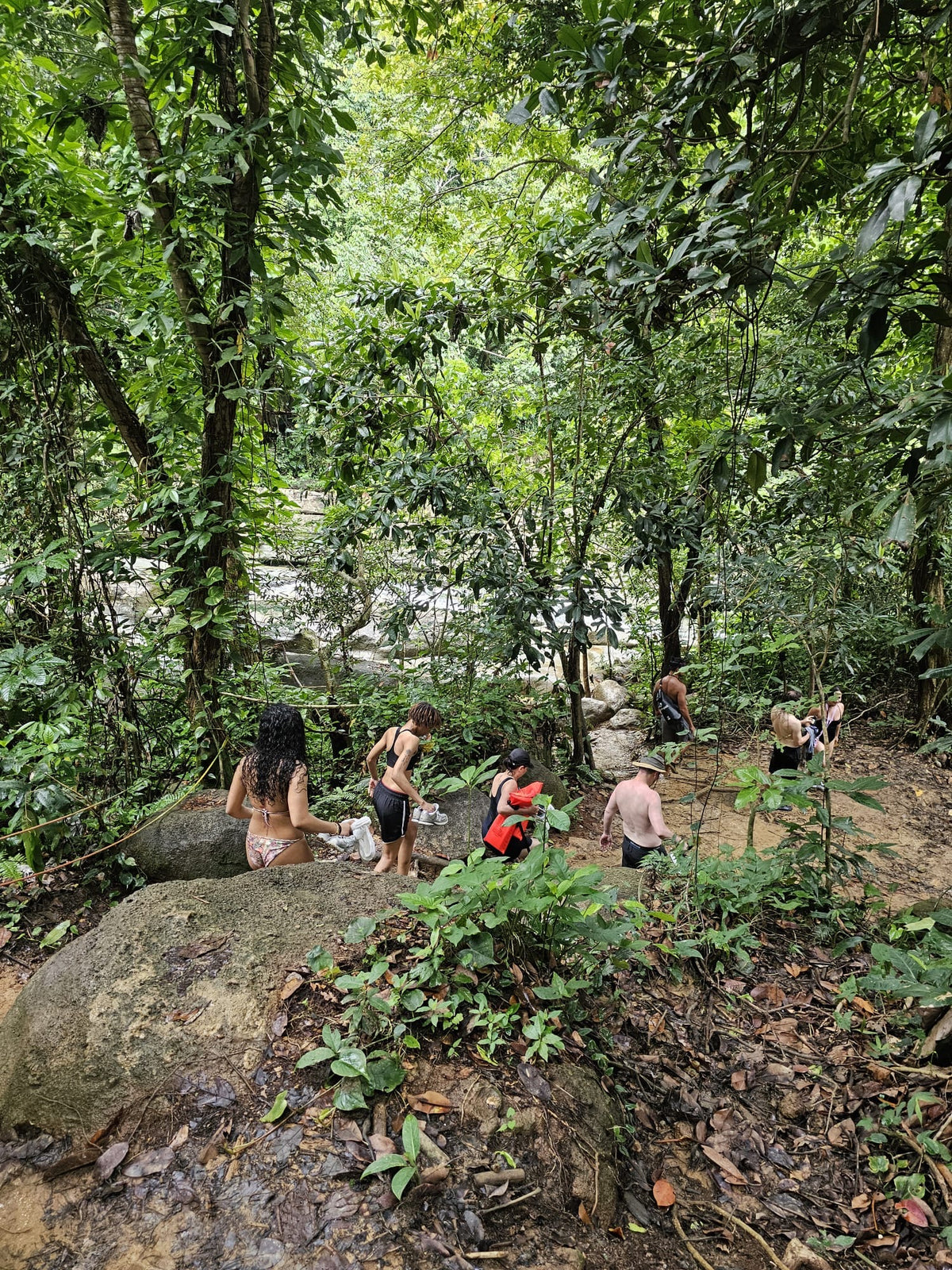 Rainforest Wild Waters